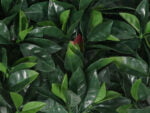 Photinia Glanzmispel kunsthecke detail