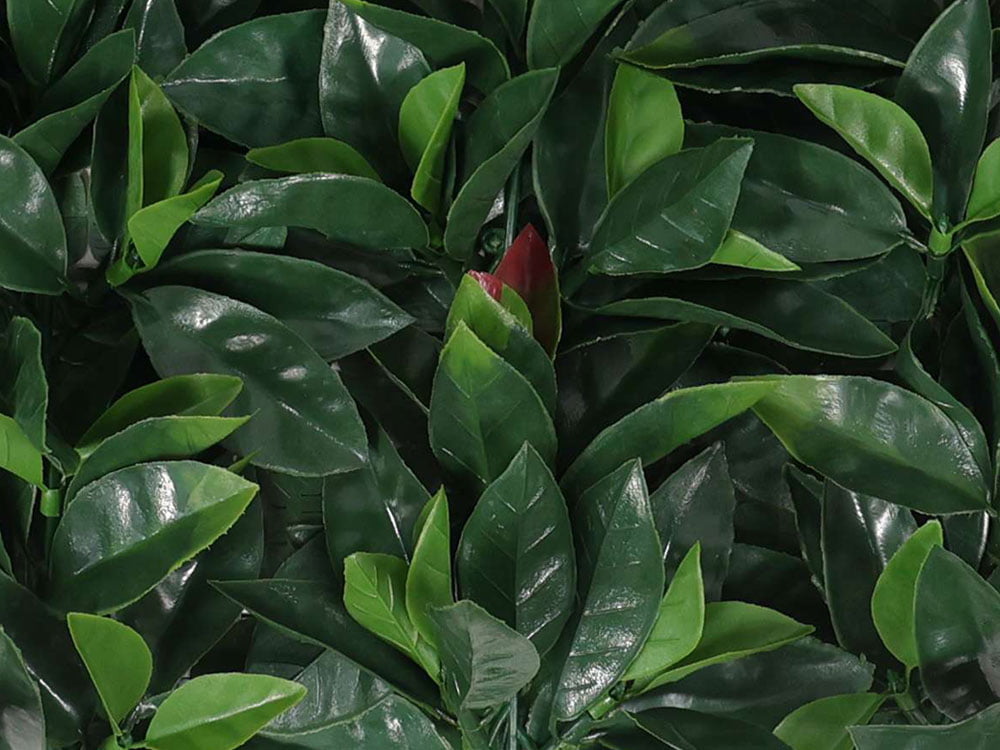 Photinia Glanzmispel kunsthecke detail Photinia Glanzmispel kunsthecke detail
