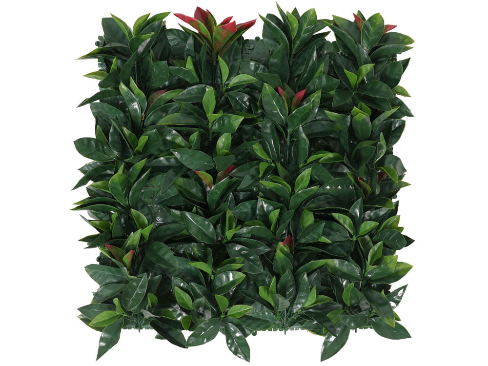 Photinia Glanzmispel kunsthecke Photinia Glanzmispel kunsthecke