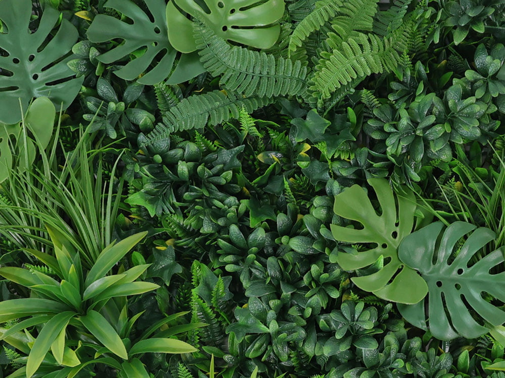 Vegetation Monstera Jungle Pflanzenwand detail Vegetation Monstera Jungle Pflanzenwand detail