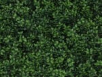 Buchsbaum veronica kunsthecke detail