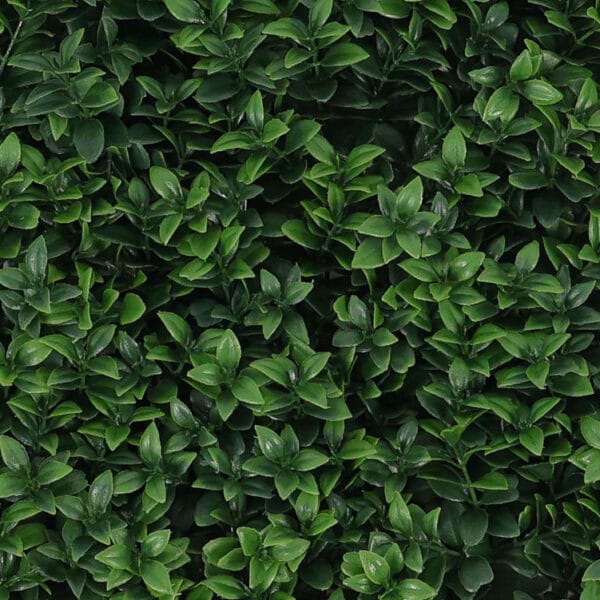 Buchsbaum veronica kunsthecke detail
