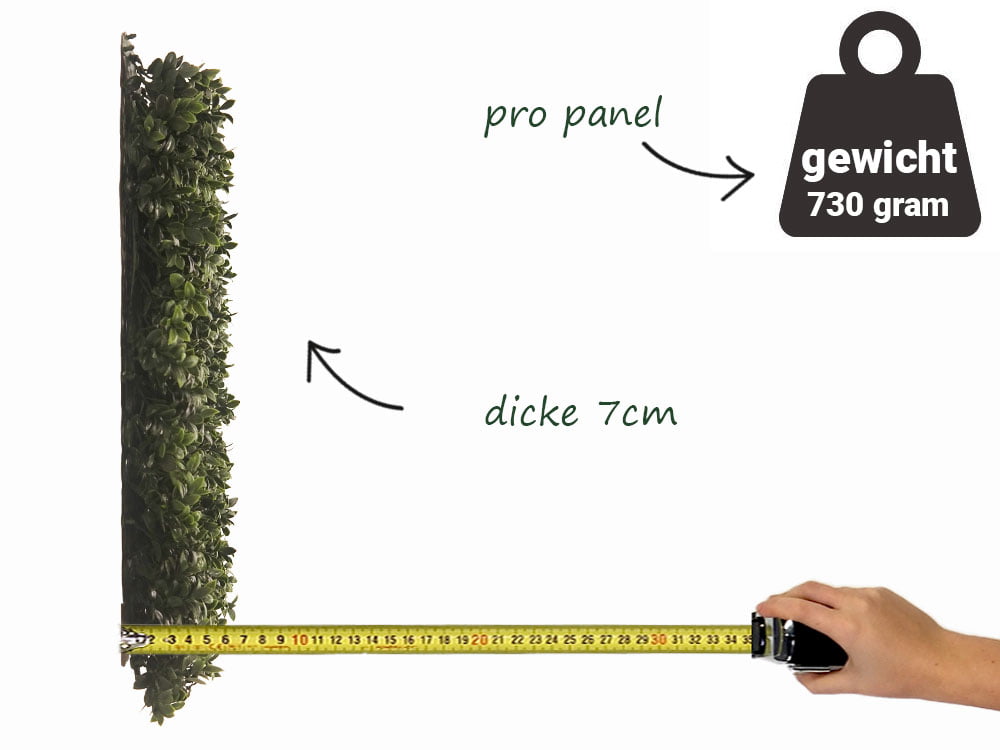 Buchsbaum veronica kunsthecke seite Buchsbaum veronica kunsthecke seite