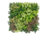 Waldmoos Mischbraun Mooswand