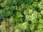 Waldmoos Mischbraun Mooswand detail