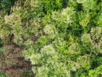 Waldmoos Mischbraun Mooswand detail