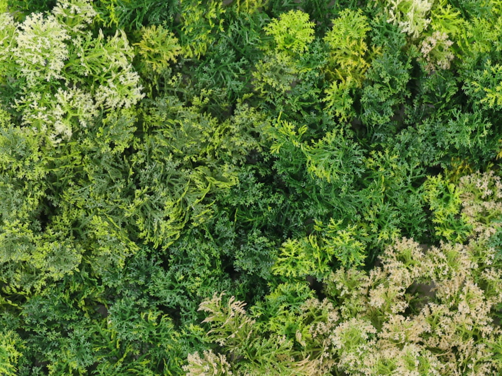 Waldmoos Mischgruen Mooswand detail Waldmoos Mischgruen Mooswand detail