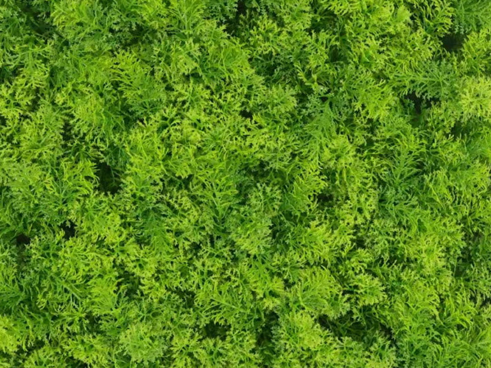 Waldmoos Softgruen Mooswand detail Waldmoos Softgruen Mooswand detail