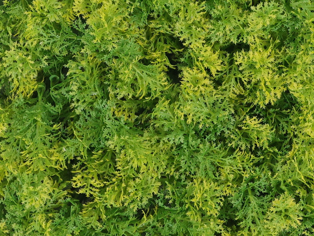 Waldmoos gelb Mooswand detail Waldmoos gelb Mooswand detail