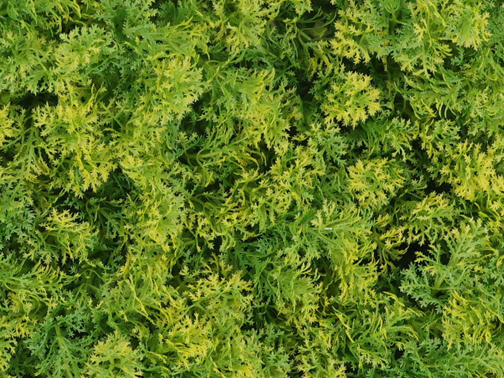 Waldmoos gelb Mooswand detail Waldmoos gelb Mooswand detail