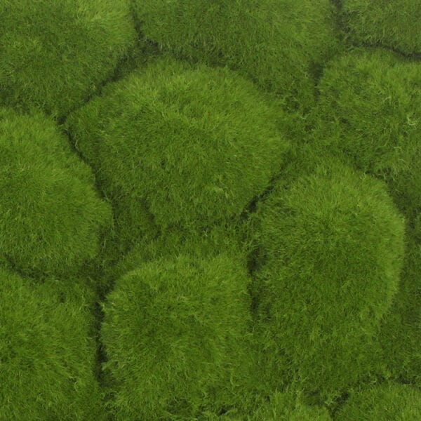 Bolmoos hellgrün Schaum detail