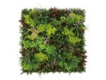 Heidekraut Moos Pflanzenwand