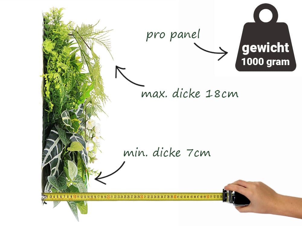 Alocasia Elefantenohr Pflanzenwand information Alocasia Elefantenohr Pflanzenwand information