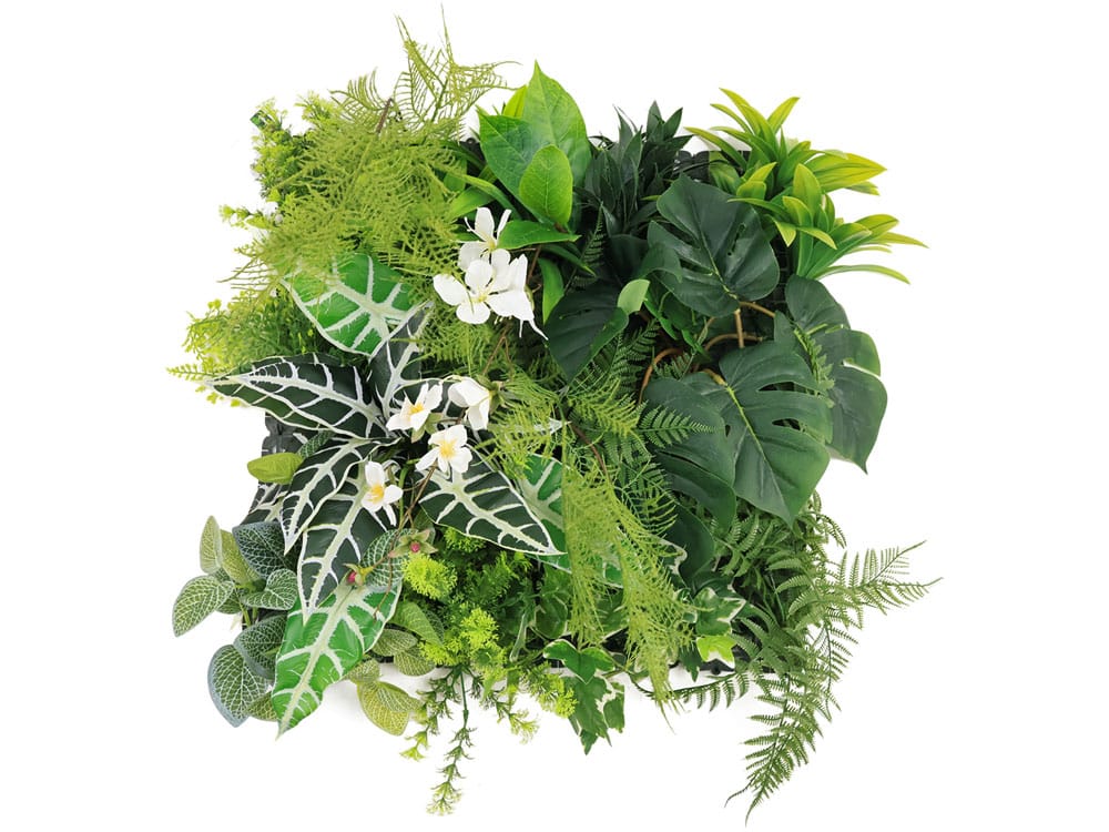 Alocasia Elefantenohr Pflanzenwand Alocasia Elefantenohr Pflanzenwand