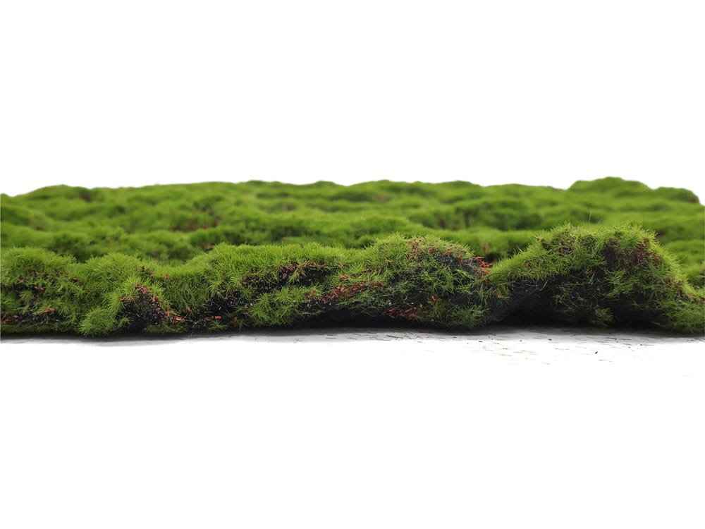 Bolmoos Rindenstruktur detail Bolmoos Rindenstruktur detail