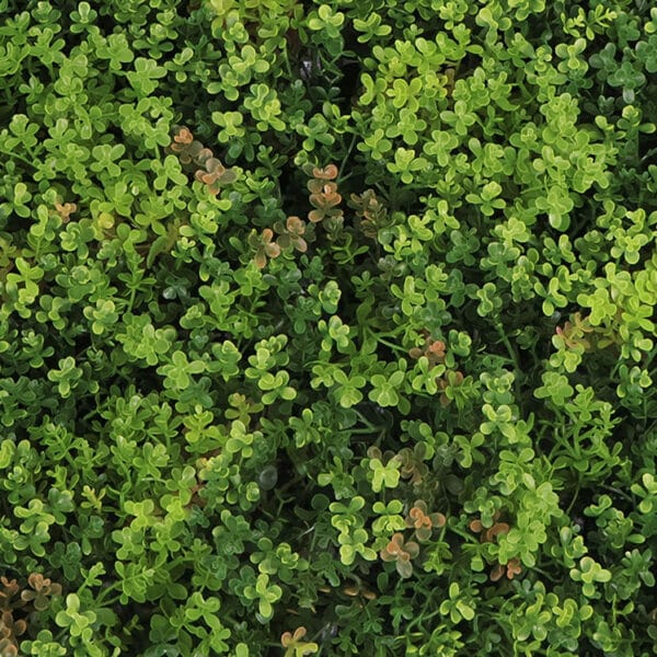 Sedum Dachbegrünung Kunsthecke detail