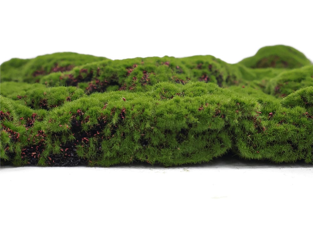 Bolmoos Grimmia varia details Bolmoos Grimmia varia details