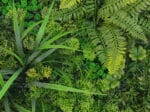 Moos Farn Flora Kunsthecke detail