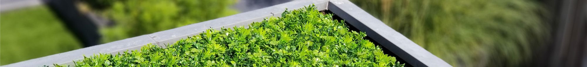 Sedum Dachbegrünung