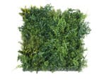 Anemia Farn Waldauswahl Pflanzenwand