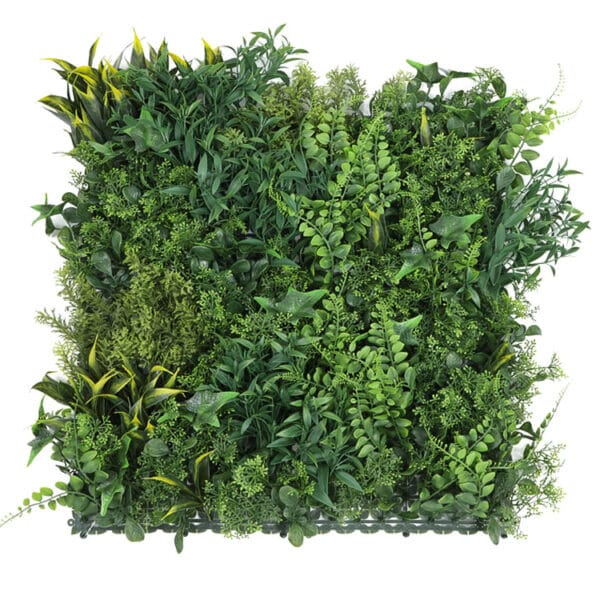 Anemia Farn Waldauswahl Pflanzenwand