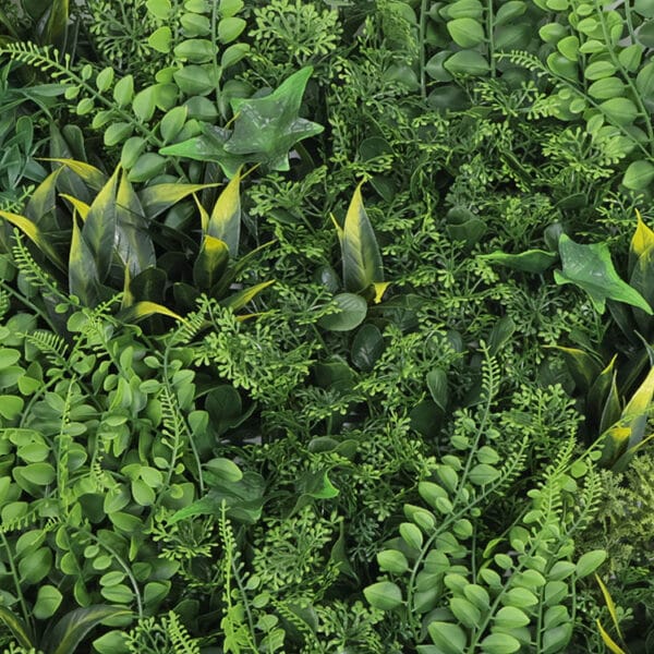 Anemia Farn Waldauswahl Pflanzenwand detail