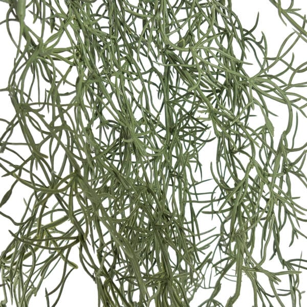 Feines Grün Steckpflanze detail