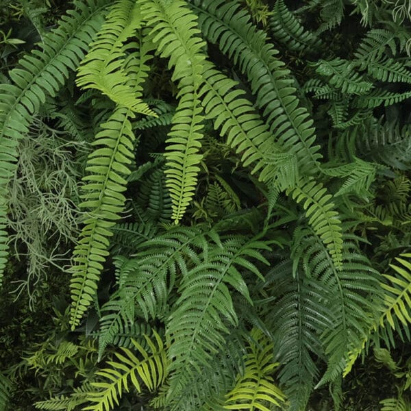 Lanzfarn Forest Royal Pflanzenwand details