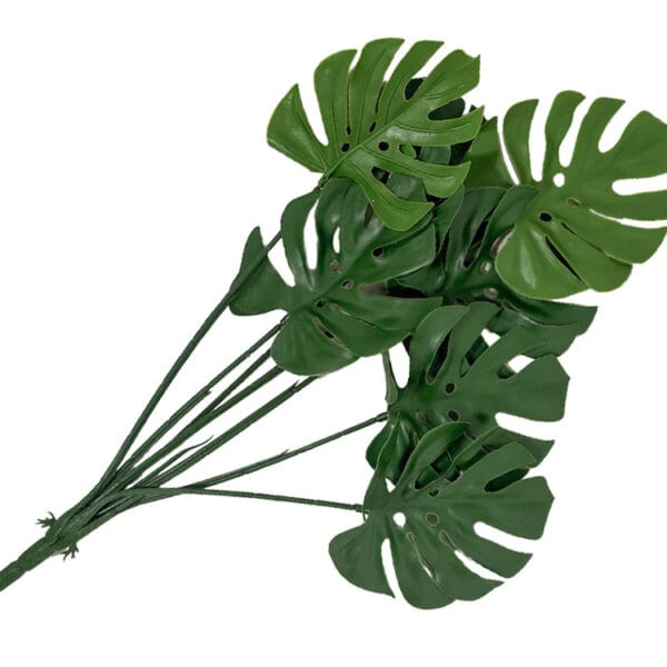 Monstera Steckpflanze