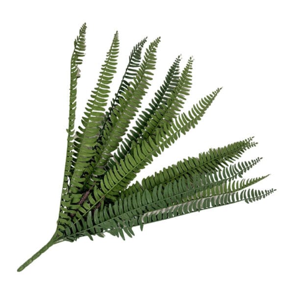 Schwertfarn Steckpflanze