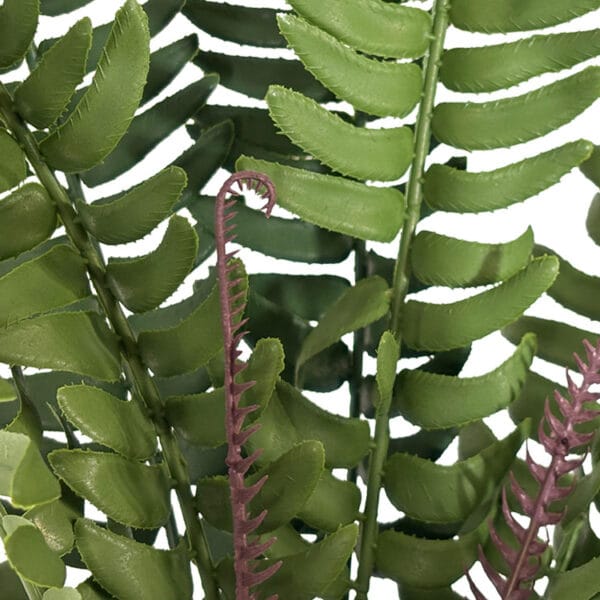 Schwertfarn Steckpflanze Details