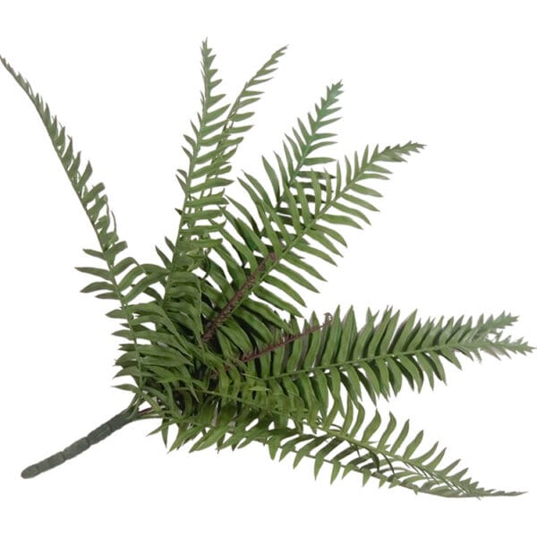 Waldfarn Steckpflanze